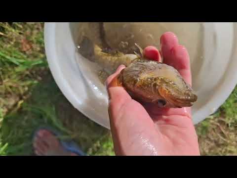 Видео: Рыбалка на пруде (рыбалка удалась)