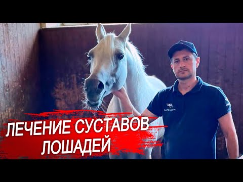 Видео: Суставы лошади. Болезни суставов у лошадей.