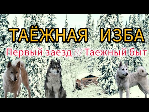 Видео: ТАЕЖНАЯ ИЗБА / ПЕРВЫЙ ЗАЕЗД / ТАЕЖНЫЙ БЫТ / ОХОТА С ЛАЙКАМИ
