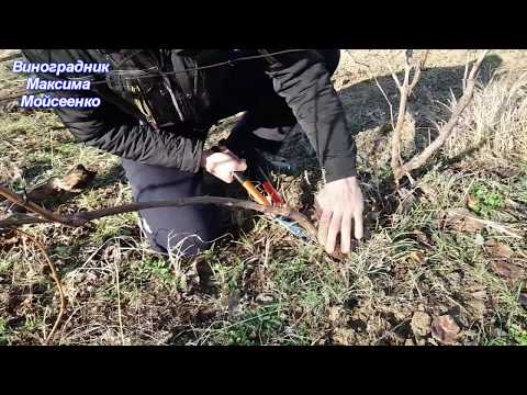 Видео: Обрезка и формирование кустов технических сортов винограда-работа над ошибками