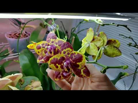 Видео: НЕ остаться БЕЗ цветов. Орхидеи. НЕ ВРЕДНЫЕ советы.