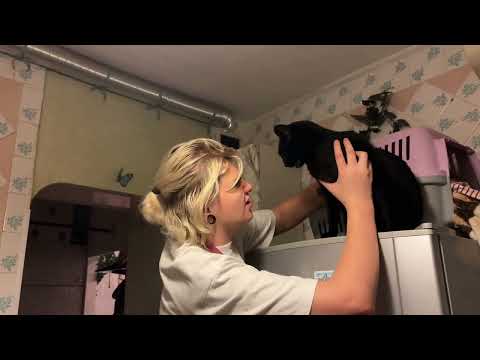 Видео: Кот скачет под потолками и ищет кого бы избить, у кота воинственное настроение 