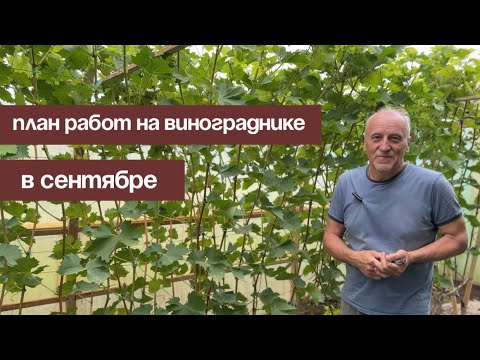 Видео: План работ на винограднике в сентябре