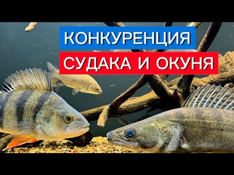 Видео: КОНКУРЕНЦИЯ СУДАКА И ОКУНЯ
