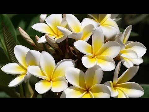 Видео: ПЛЮМЕРИЯ- это просто!