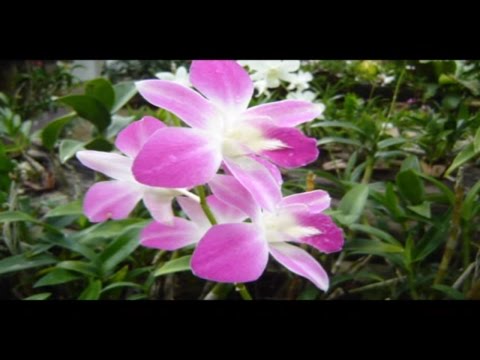 Видео: Зө-Ләй-Лә "Кубэлэк"