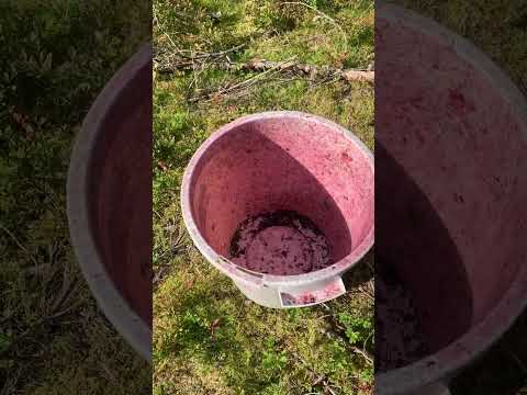 Видео: Garant work (збір чорниці)