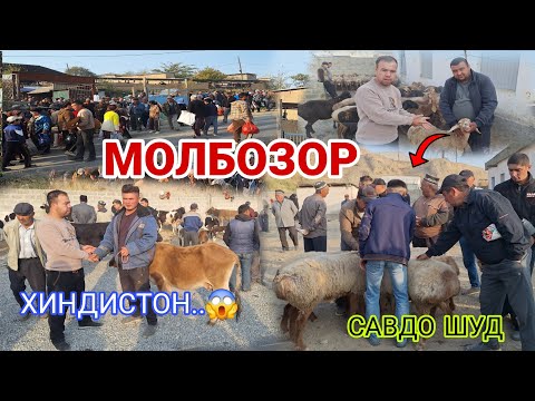 Видео: МОЛБОЗОРИ ДЕВАШТИЧ РАФТАМ! МОЛИ ХИНДИСТОН ОМАДАСТ..😱 #rek #khujand #rekomendasi 