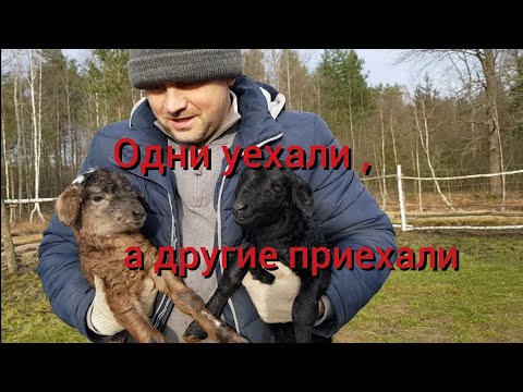 Видео: Закон "хутор не резиновый" чудом работает без человека.Вместо одних животных сразу появляются другие