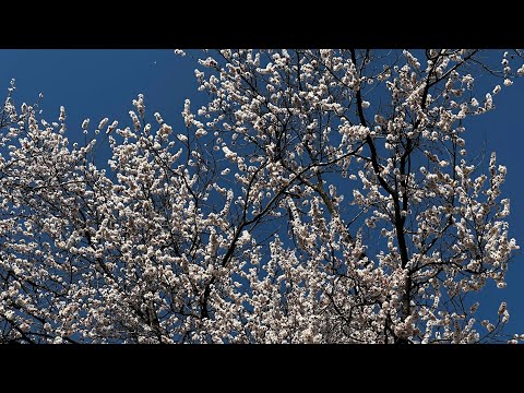 Видео: Один весенний день в Ташкенте 27 марта 2024 г.