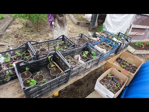 Видео: Новые сорта клубники, подкормка в мае🙂