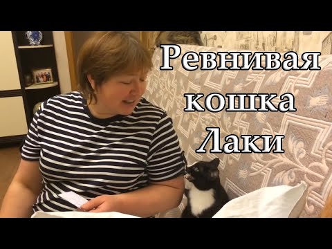 Видео: Ревнивая кошка / Jealous Cat