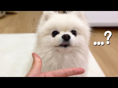 Видео: Хозяйка, что ты сейчас сказала?