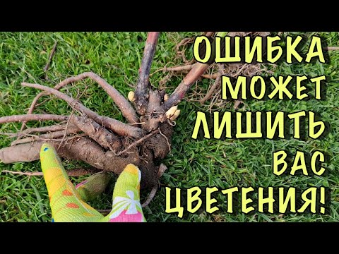 Видео: ГРУБЕЙШАЯ ОШИБКА, из-за которой пионы НЕ ЗАЦВЕТУТ. Как правильно САЖАТЬ и ПЕРЕСАЖИВАТЬ ПИОНЫ