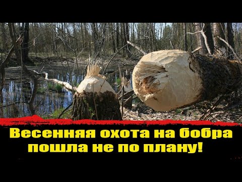 Видео: Охота на бобра с ружьем, с подхода весной, как охотится на бобра ? Бобровая запруда  Охота на зайца!