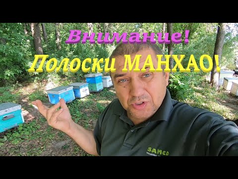 Видео: ✅ Сыпется пчела от МАНХАО польза или вред..?! #ПЧЕЛОВОДСТВО1