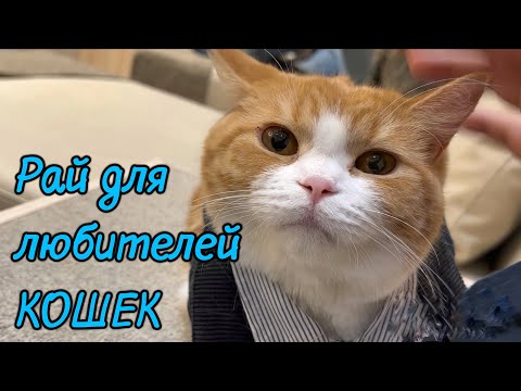 Видео: Нэко-кафе - кафе с кошками в Японии - сплошная милота!