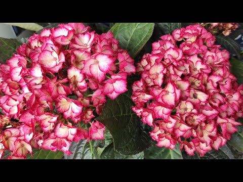 Видео: Обзор площадки, что нового?! 🌿Супер новинки крупнолистной гортензии Свич, Мэджикал и Роялти🌿19.06