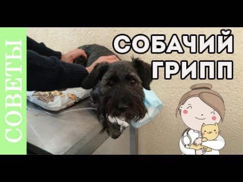 Видео: Собачий грипп атакует!
