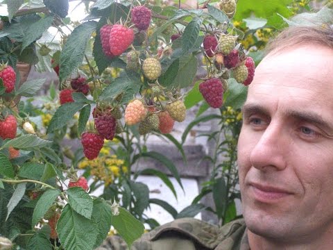 Видео: Высокоурожайные сорта ремонтантной малины "Пингвин" и "Бриллиантовая"