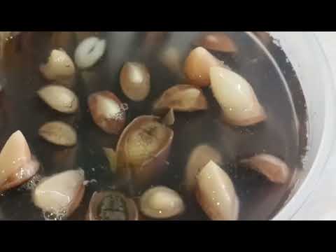 Видео: Малюск - бритва, или как я готовлю навахас!