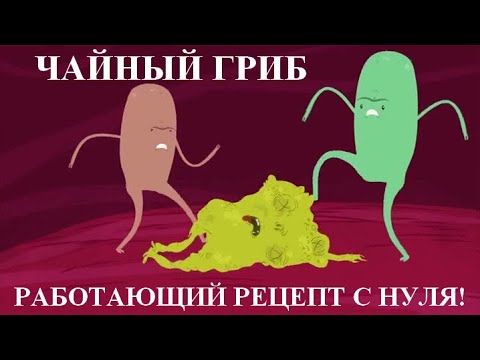 Видео: Чайный гриб с нуля. Без плесени! Работающий рецепт!