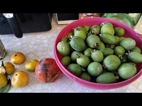 Видео: Фейхоа поспела в Сочи