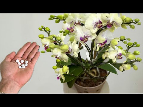 Видео: Поставьте его под орхидею! Внезапно отрастает новый корень и цветет круглый год.