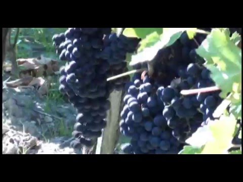 Видео: Виноделие  часть  9