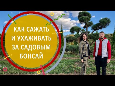 Видео: Обзор питомника Ниваки | Часть третья | #бонсай