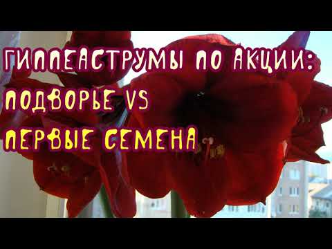 Видео: Гиппеаструмы по акции: Подворье vs Первые Семена