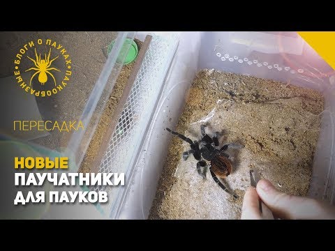 Видео: Пересадили 3х паучков в новые паучатники
