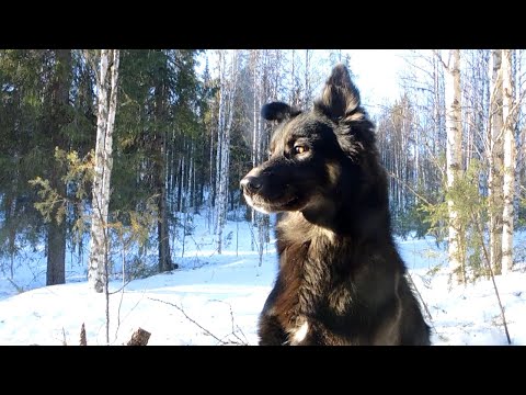 Видео: Солнце тайга и снег