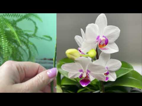 Видео: В поисках цветоносов 2 часть🌸🌸🌸