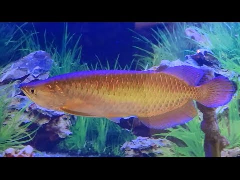 Видео: Арована Австралийская /Scleropages jardini/