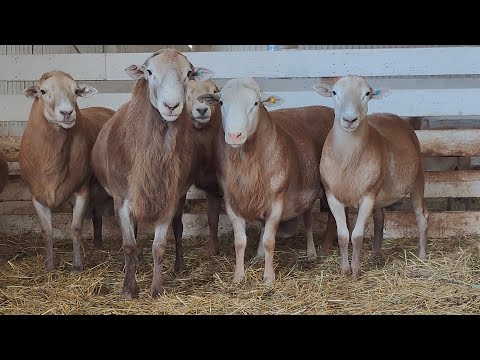 Видео: Катумские бараны собираются на выставку Золотая осень 2024 в Москву.