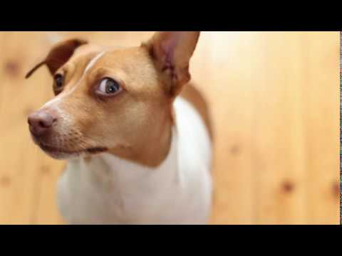 Видео: Топ-5 заблуждений при выборе собаки.