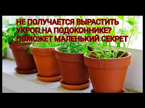 Видео: Не получается вырастить укроп на подоконнике? Поможет маленький секрет