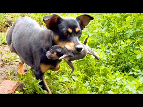 Видео: Невероятно! Эта собака 🐶 проявляет чистейшую материнскую любовь. Настоящая удивительная мама! 🐕❤🥰🥰🥰