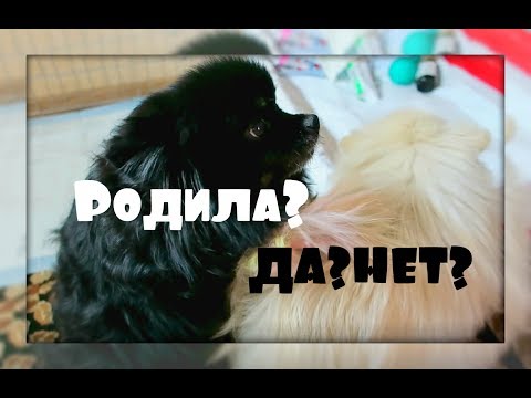 Видео: ПОДГОТОВКА МЕСТА К РОДАМ СОБАКИ.ПОХОД В ЗООМАГАЗИН-ЗАЧЕМ?