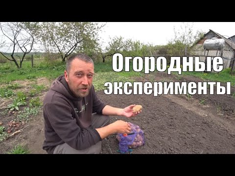 Видео: Картошка без лопаты! Удобрение рыбой. Измеряю температуру в теплой грядке.