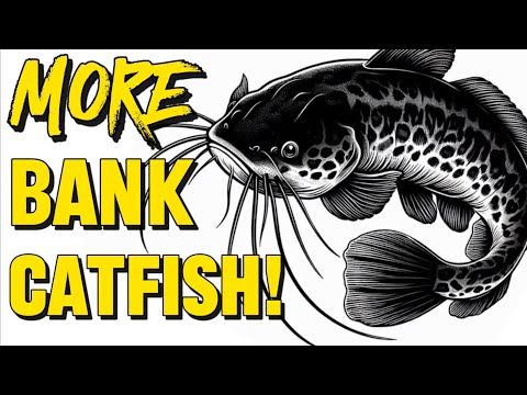 Видео: Советы по ловле сома с берега — КАК поймать БОЛЬШЕ сома!
