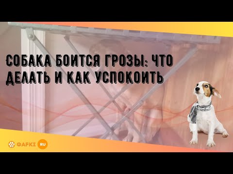 Видео: Собака боится грозы: что делать и как успокоить