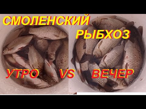 Видео: Смоленский рыбхоз - УТРО VS ВЕЧЕР.