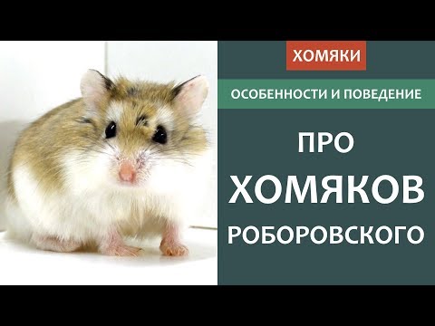 Видео: Хомяк РОБОРОВСКОГО - кто это?