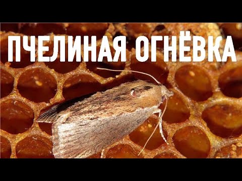 Видео: ОГНЕВИТ (ПЧЕЛИНАЯ ОГНЁВКА)  Мощнейшее (!!!) натуральное целебное средство при многих симптомах.
