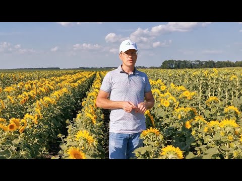 Видео: Размножение родительских линий гибрида подсолнечника Сангай