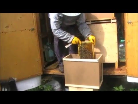 Видео: Кассетный пчелопавильон Берендей. Противороевые меры на пасеке Берендей