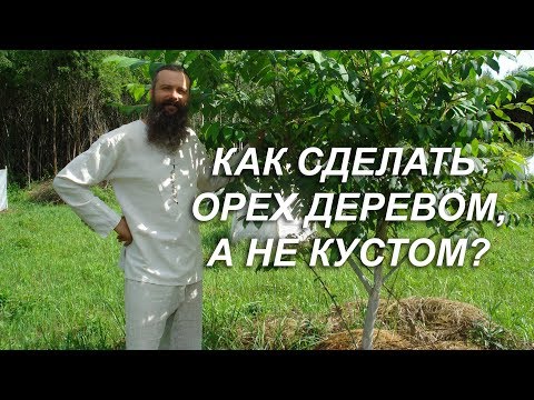 Видео: Как сделать орех деревом, а не кустом?