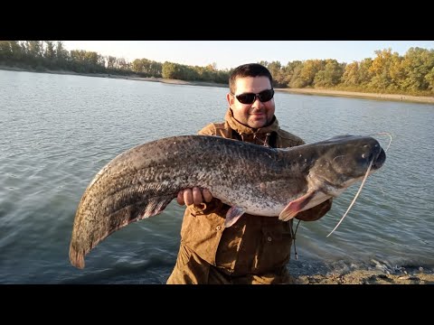 Видео: сом осенью